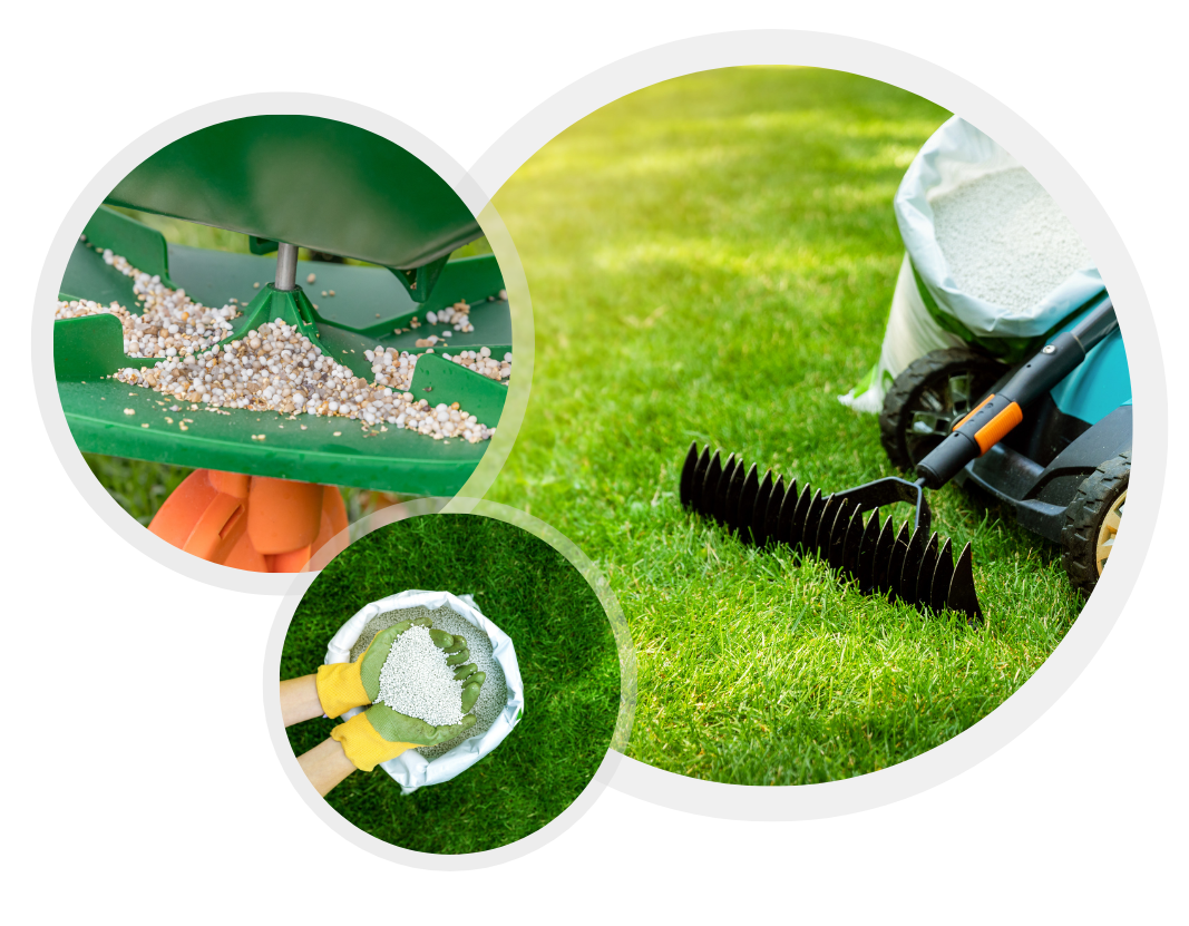 Lawn Fertilization Green Lawn Augusta