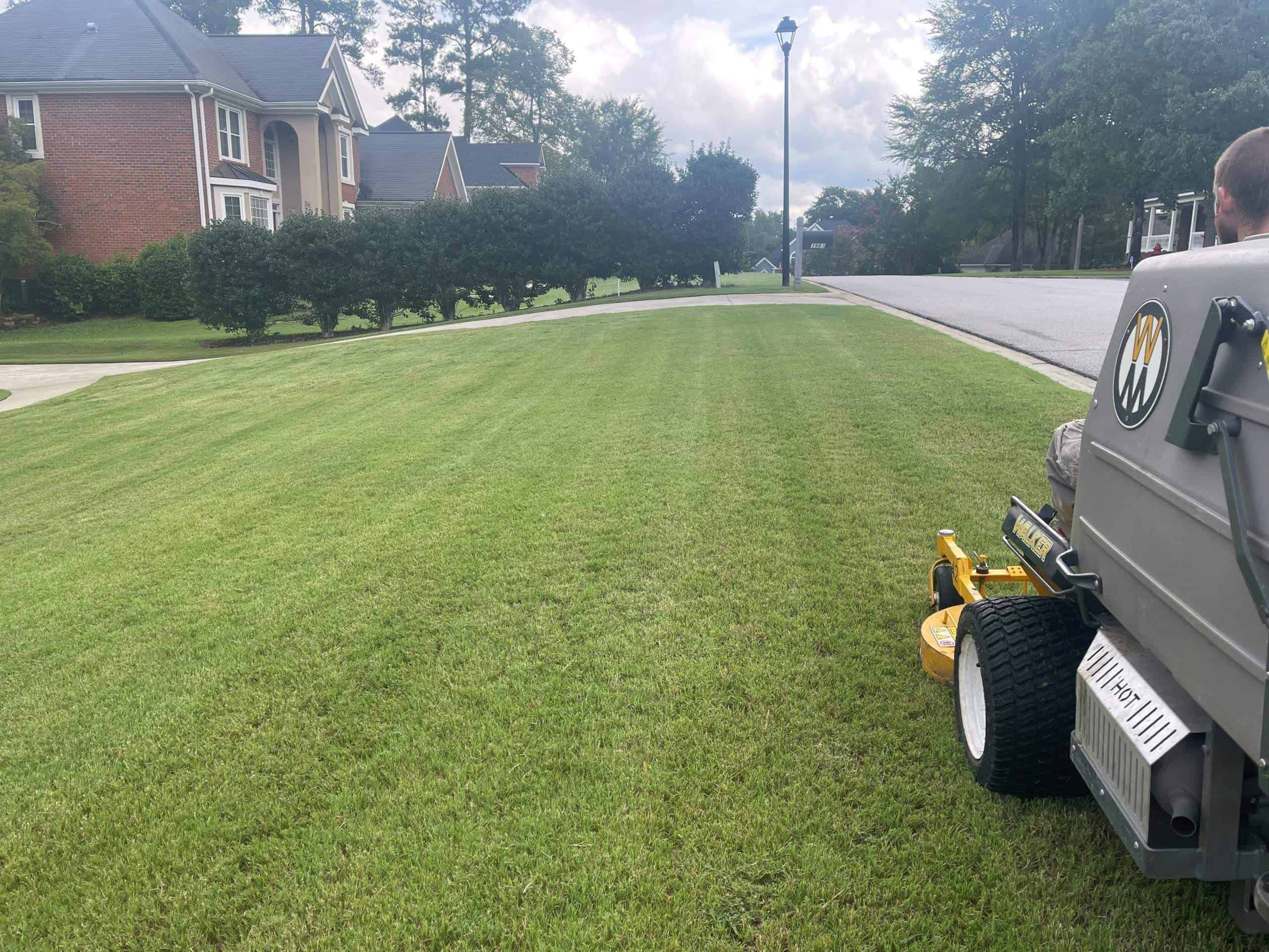 Thick, freshly mowed lawn with mowing stripes