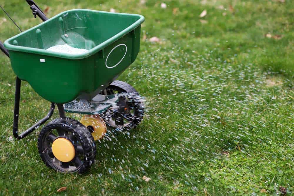 Lawn fertilization in Augusta, GA with a broadcast spreader on warm-season grass