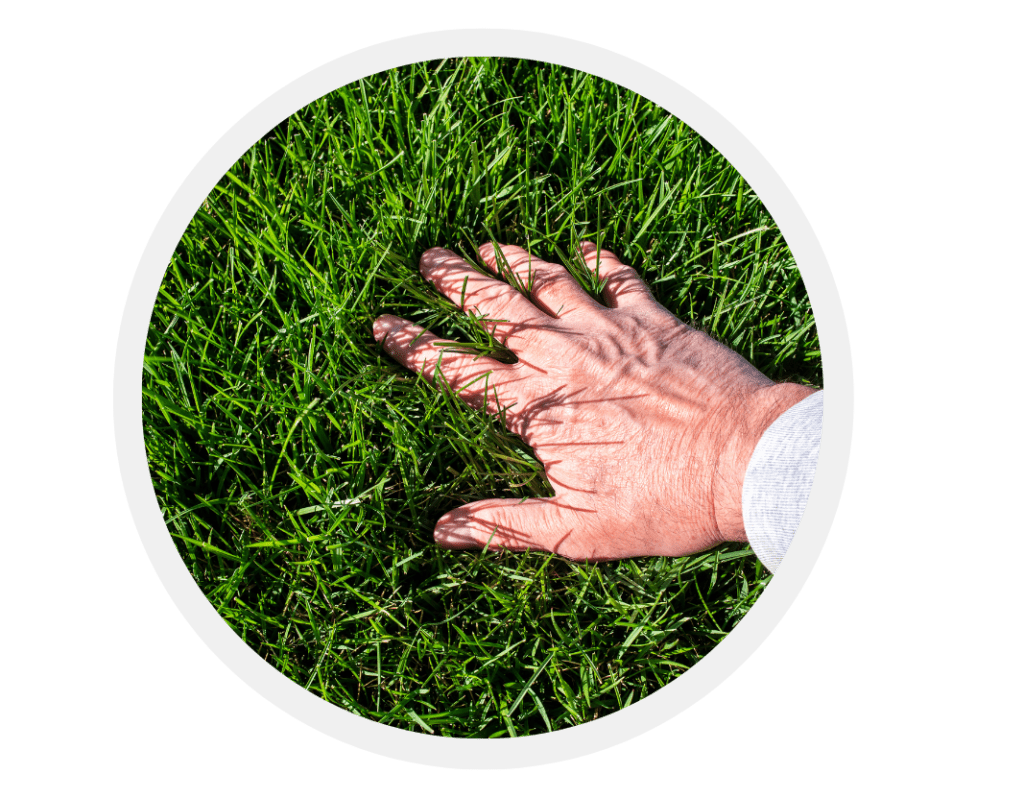 Best control of weeds in lawn