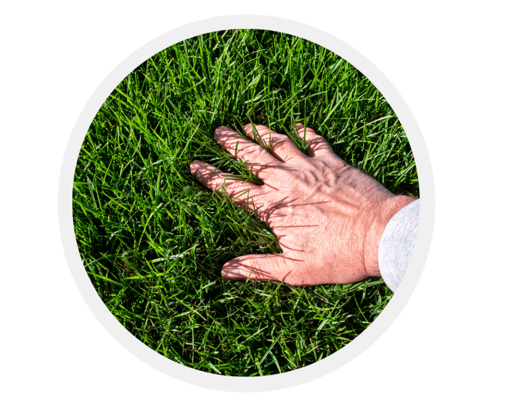 Best control of weeds in lawn