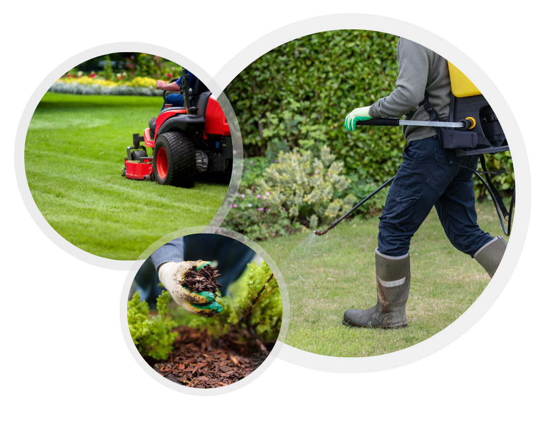 Weed Control Green Lawn Augusta