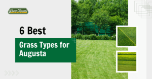 6 Best Grass Types for Augusta