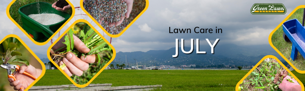 Lawn care in July