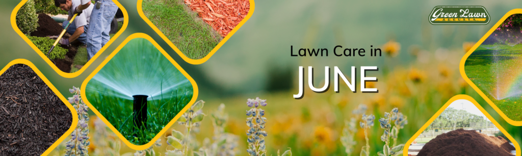Lawn care in June