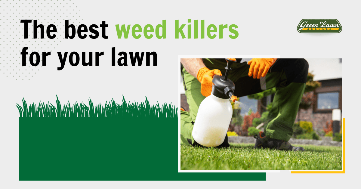 The best weed killers for your lawn