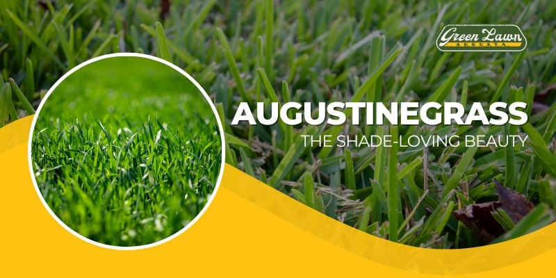 Augustinegrass