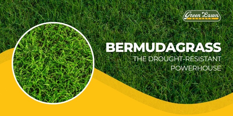 Bermudagrass