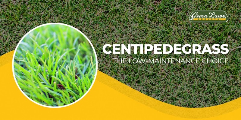 Centipede grass