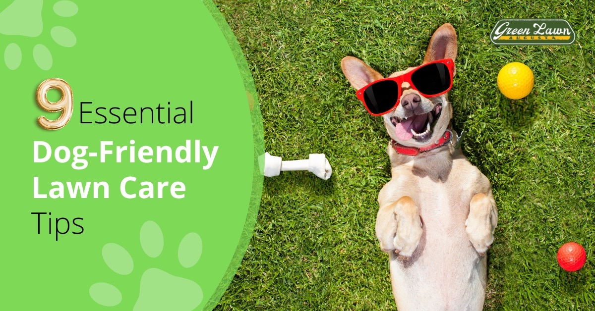 9 Essential Dog-Friendly Lawn Care Tips
