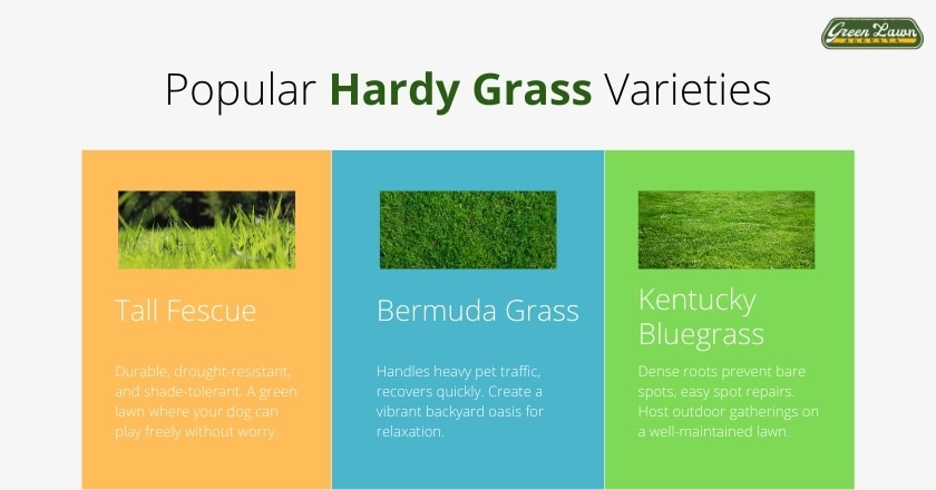 Popular Hardy Grass Varieties