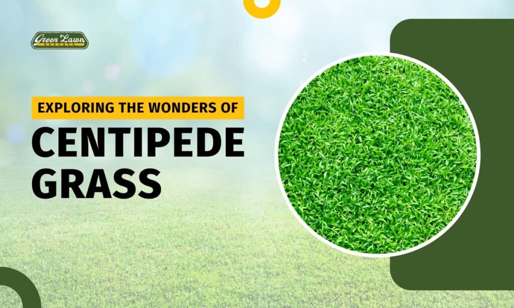 Exploring The Wonders Of Centipede Grass-featured