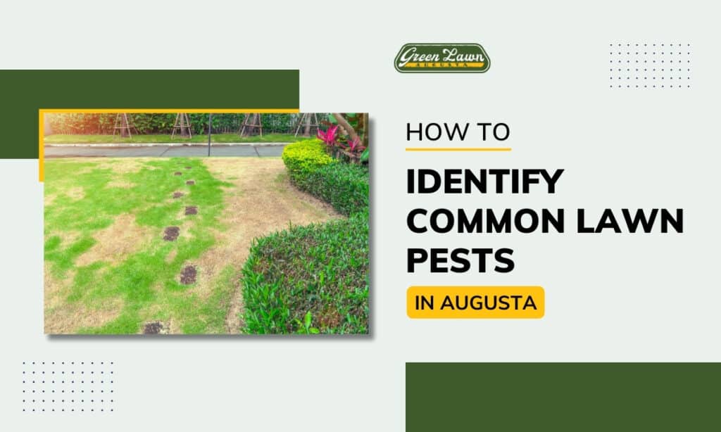 How To Identify Common Lawn Pests-Featured