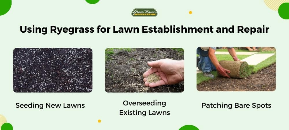 Ryegrass for Lawn Establishment and Repair
