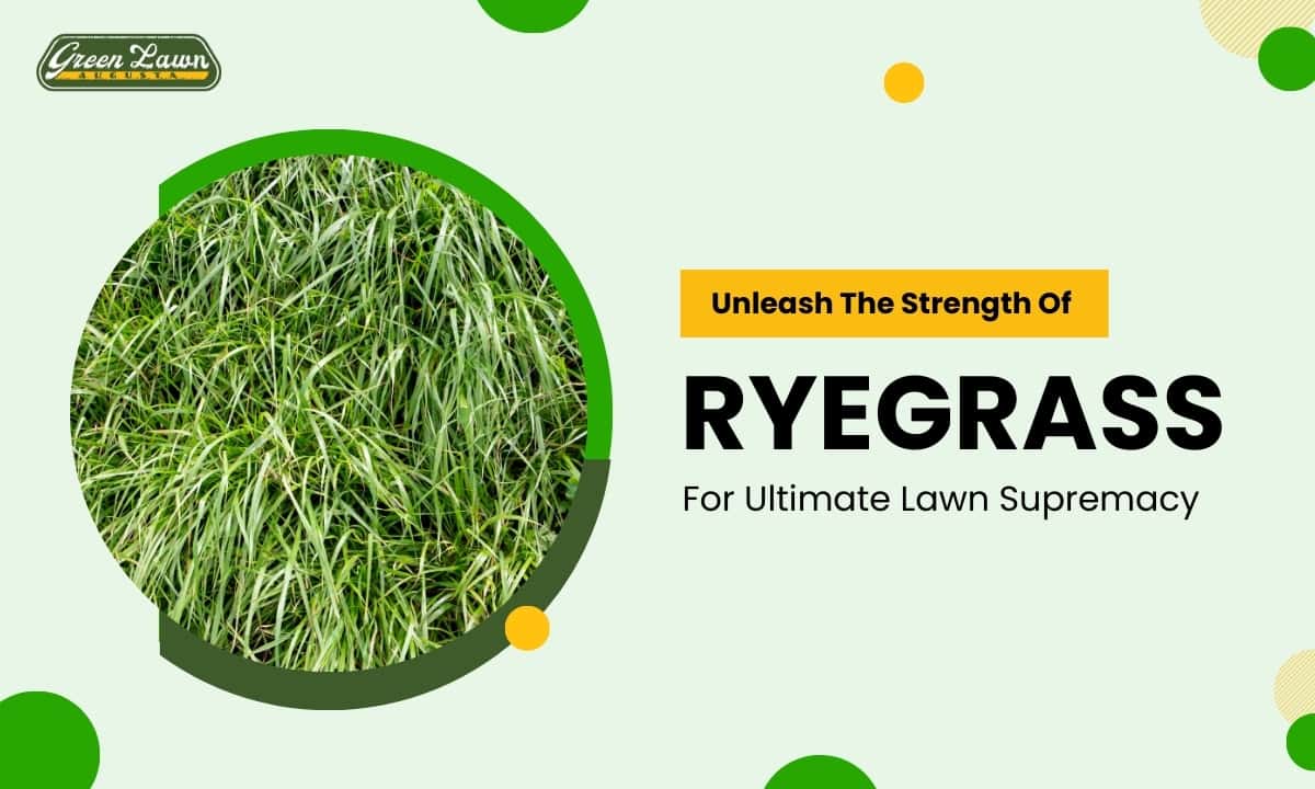 The Strength Of Ryegrass For Ultimate Lawn