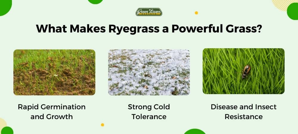 What Makes Ryegrass a Powerful Grass