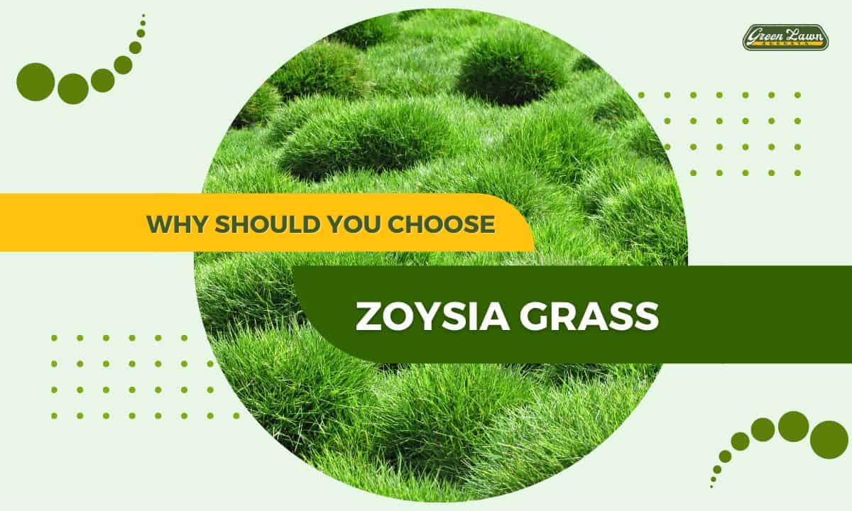 Why Should You Choose Zoysia Grass