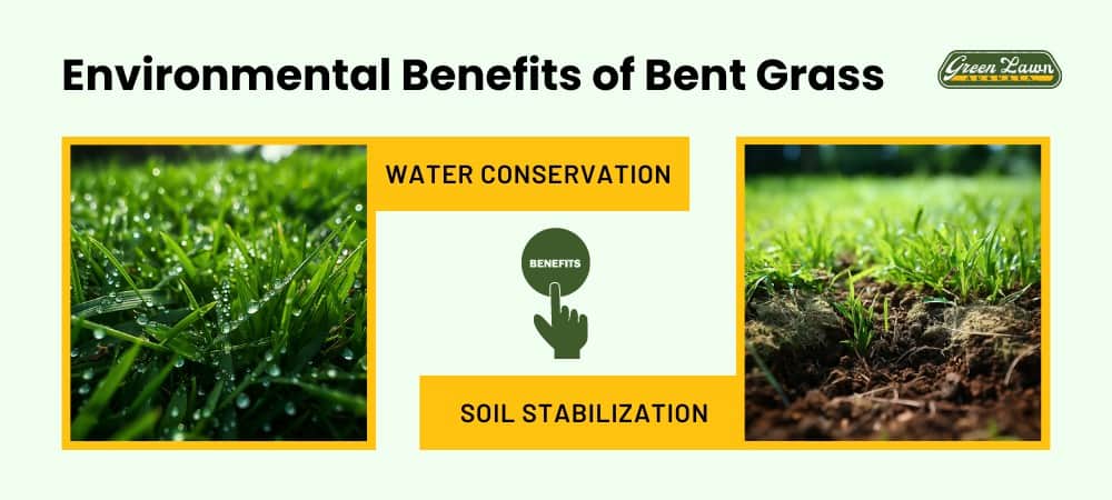 Bentgrass's Environmental Benefits