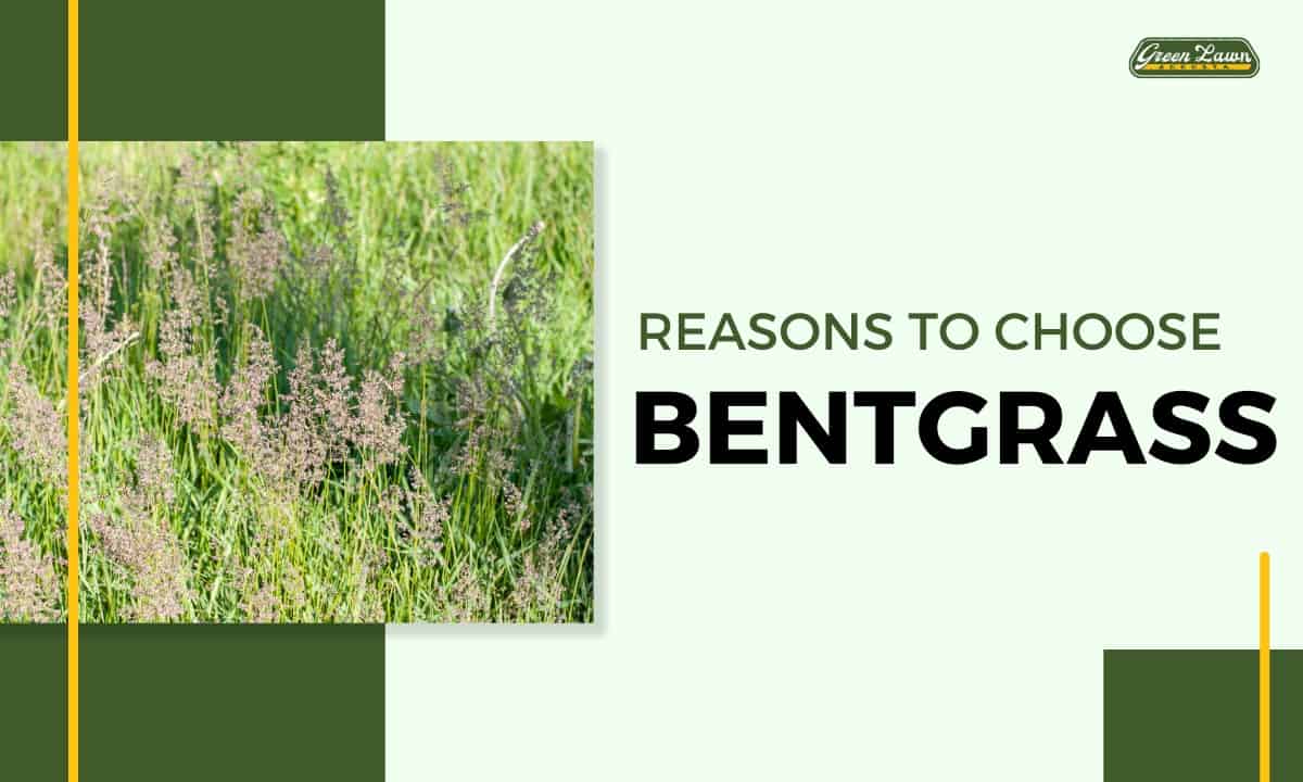 Reasons To Choose Bent Grass