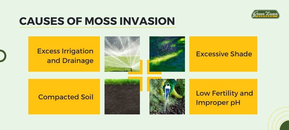 Causes of Moss Invasion