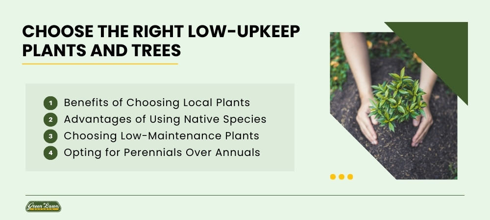 Choose the Right Low-Upkeep Plants and Trees
