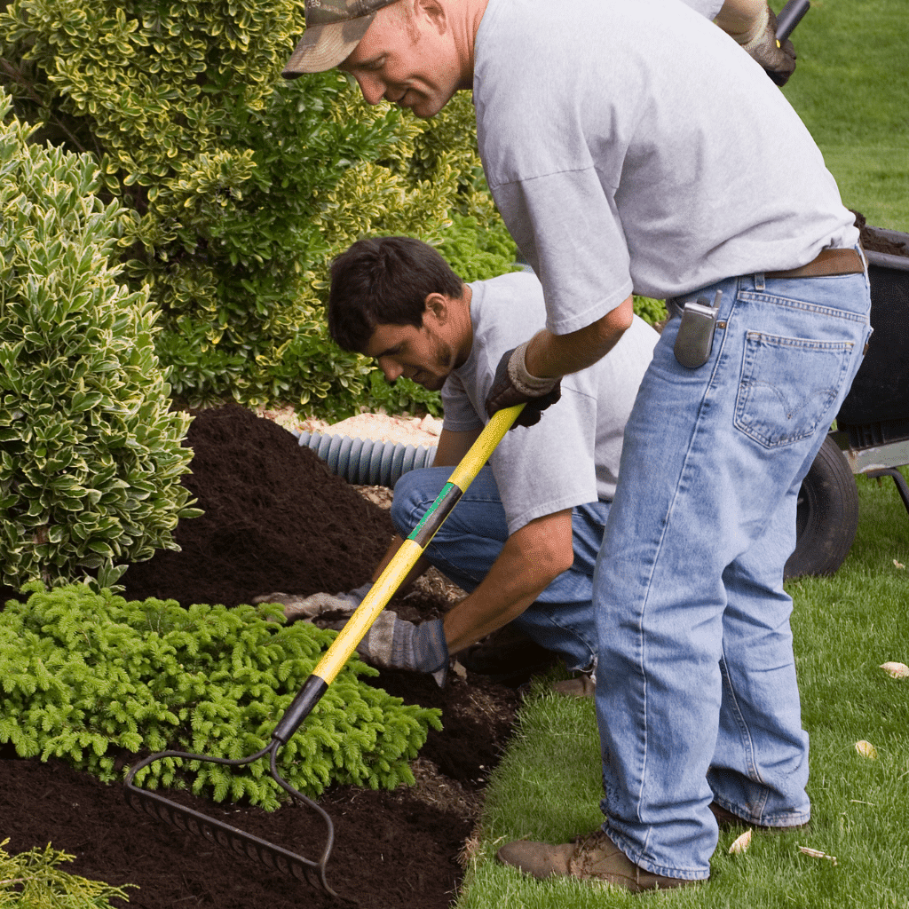 Green Lawn Augusta landscapers planting shrubs in a freshly mulched bed in Augusta, GA
